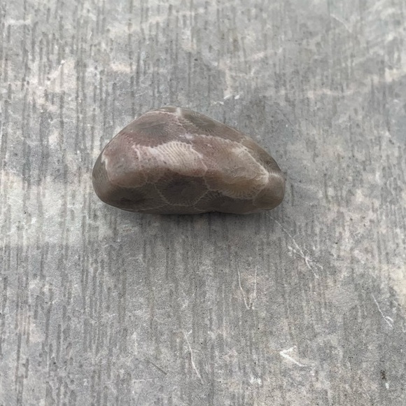 Petoskey stone - Picture 6 of 6